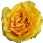 Country Sun Roses Equateur Ethiflora